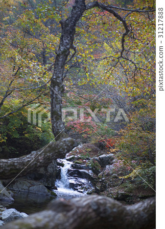 江原道仁濟縣大田山 31217888