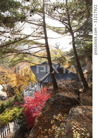 Pine, Yunpilam, Mungyeong, Gyeongbuk Pine, Yunpilam, Mungyeong, Gyeongbuk 31217922