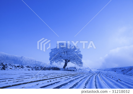 Zelkova, Chungju, Chungbuk 31218032