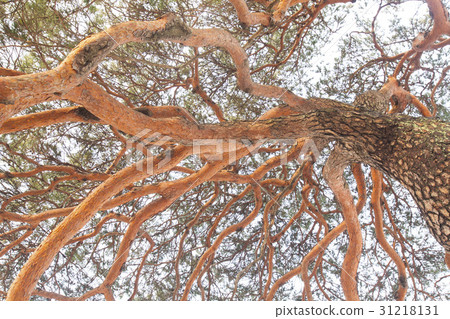 松江，江陵，江原道 31218131