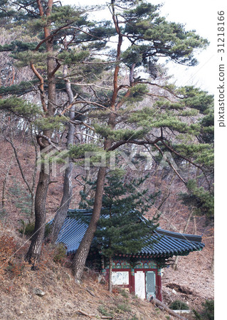 Pine, Gangcheon, Jecheon, Chungbuk 31218166