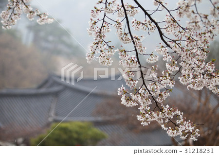 櫻花，Kim Ryong-sa，Unsal-san，Mungyeong-si，Gyeongbuk 31218231