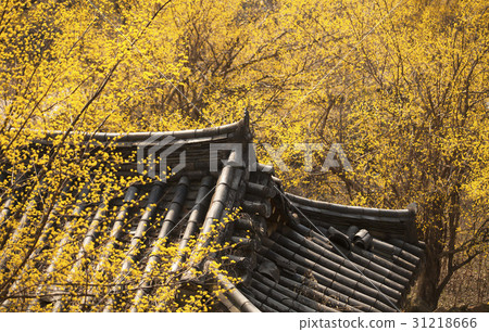 山東石油,山東,求禮郡,全南 山東石油,山東,求禮郡,全南 31218666