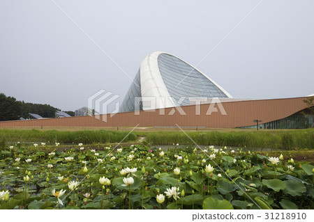 Lotus, Ecology, National Ecology Park, Seocheon-gun, Chungnam Lotus, Ecology, National Ecology Park, Seocheon-gun, Chungnam 31218910