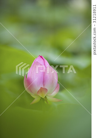 蓮花 蓮花 31218911