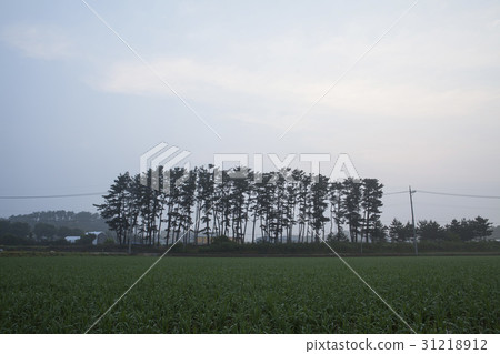 Seocheon-gun, Chungnam 31218912