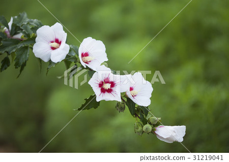 Rose of Sharon 31219041