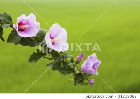 Rose of Sharon 31219062