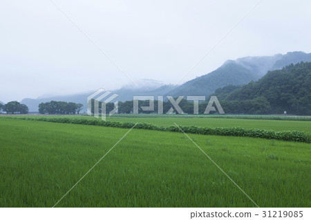 Rice, mungyeong city, gyeongbuk Rice, mungyeong city, gyeongbuk 31219085