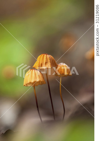 蘑菇 31219086