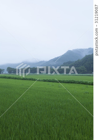Rice, mungyeong city, gyeongbuk Rice, mungyeong city, gyeongbuk 31219087