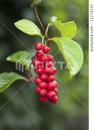 五味子 五味子 31219145