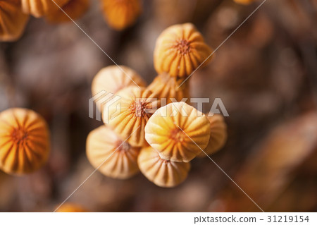 蘑菇 蘑菇 31219154