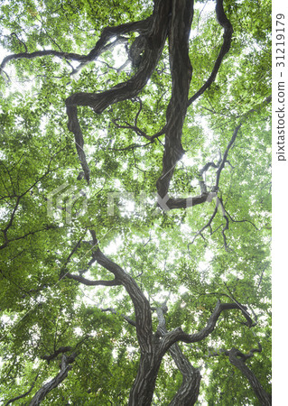 Sosa，Yeongheungdo，Ongjin，Incheon 31219179