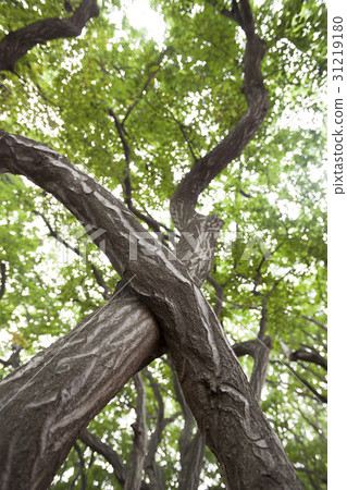 Sosa，Yeongheungdo，Ongjin，Incheon 31219180