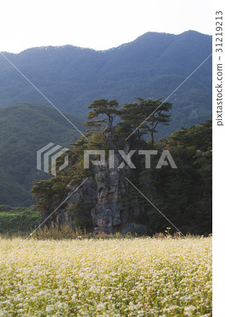 Pine, buckwheat field, Danyang-gun, Chungbuk 31219213
