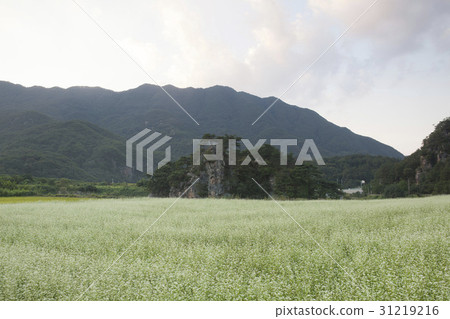 Pine, buckwheat field, Danyang-gun, Chungbuk 31219216