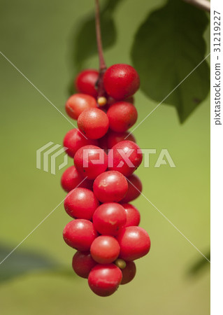 五味子 31219227