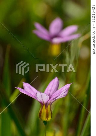 Niwase的花 31219425