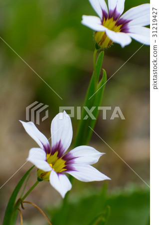 Flowers of Niwase 31219427