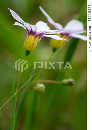 Niwase的花 31219428