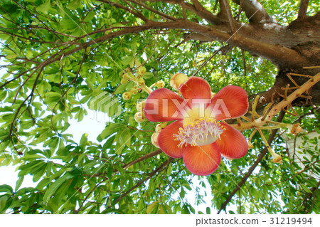 Cannonball flower Cannonball flower 31219494
