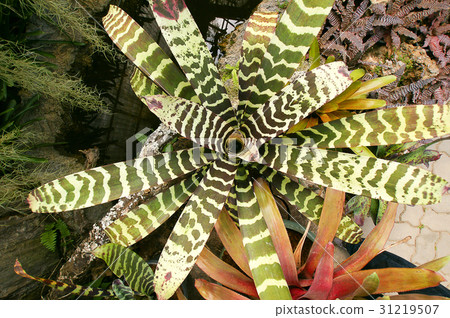 Bromeliad 31219507