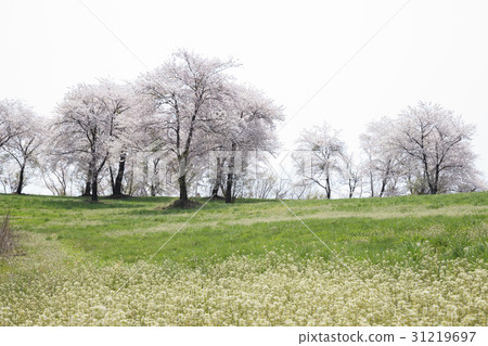 Cherry tree, cranberry, Seosan Ranch, Seosan, Chungnam 31219697