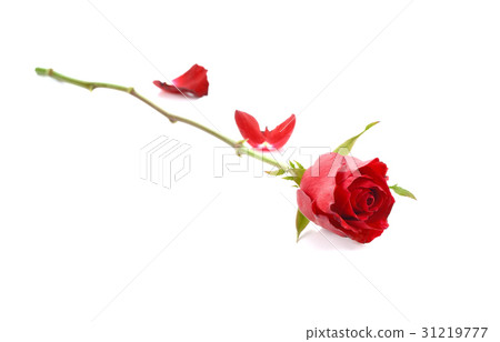 Red rose 31219777