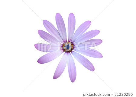 Purple Flower Daisy Isolated on White background Purple Flower Daisy Isolated on White background 31220290