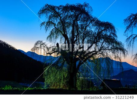 Weeping cherry blossoms underwater 31221249