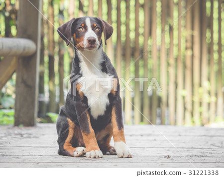 Appenzell puppy sitting and waiting Appenzell puppy sitting and waiting 31221338