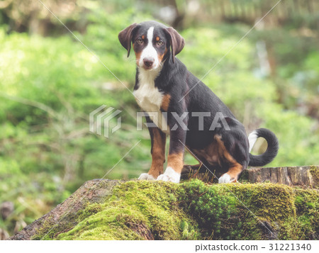 Appenzell puppy sitting and waiting Appenzell puppy sitting and waiting 31221340