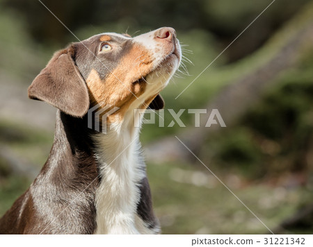 Head of an Appenzeller puppy Head of an Appenzeller puppy 31221342