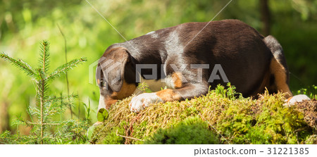 Appenzeller puppy is lying and waiting Appenzeller puppy is lying and waiting 31221385