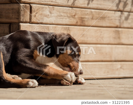 Appenzeller puppy eats in peace 31221395
