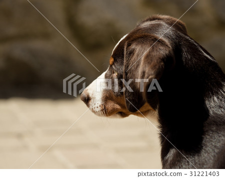 Head of an Appenzeller puppy Head of an Appenzeller puppy 31221403