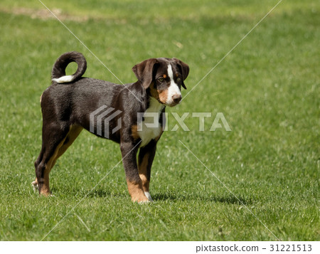 Appenzeller puppy stands and waits Appenzeller puppy stands and waits 31221513