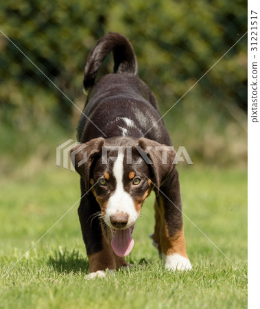 Appenzeller puppy stands and waits Appenzeller puppy stands and waits 31221517