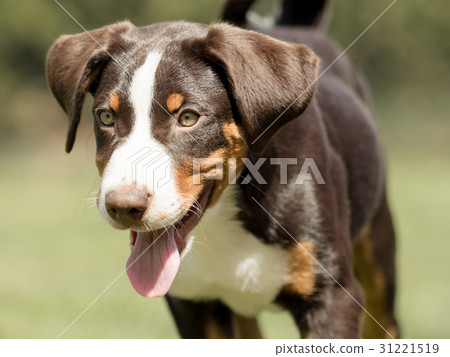 Head of an Appenzeller puppy Head of an Appenzeller puppy 31221519