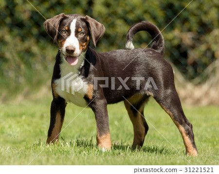 Appenzeller puppy stands and waits Appenzeller puppy stands and waits 31221521