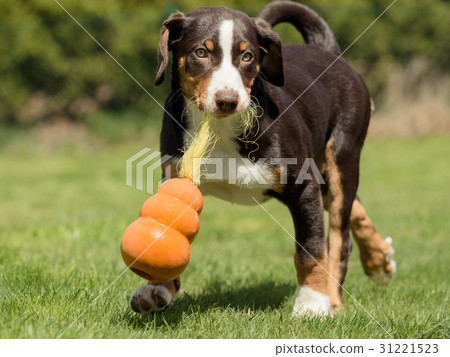 Appenzeller puppy playing Appenzeller puppy playing 31221523