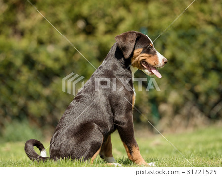 Appenzell puppy sitting and waiting Appenzell puppy sitting and waiting 31221525