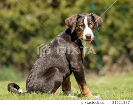 Appenzell puppy sitting and waiting Appenzell puppy sitting and waiting 31221527