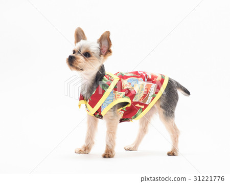 Yorkshire terrier in an Aloha shirt 31221776