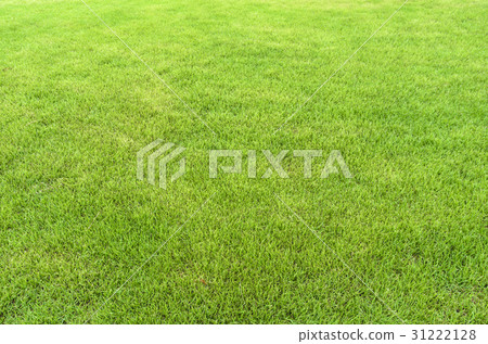 grass 31222128