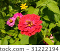 紅花 31222194