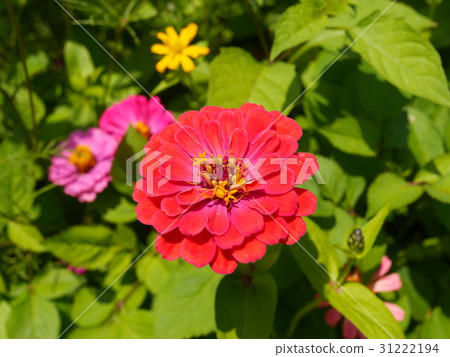 紅花 紅花 31222194