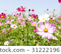 波斯菊 31222196