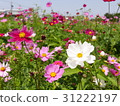 波斯菊 31222197